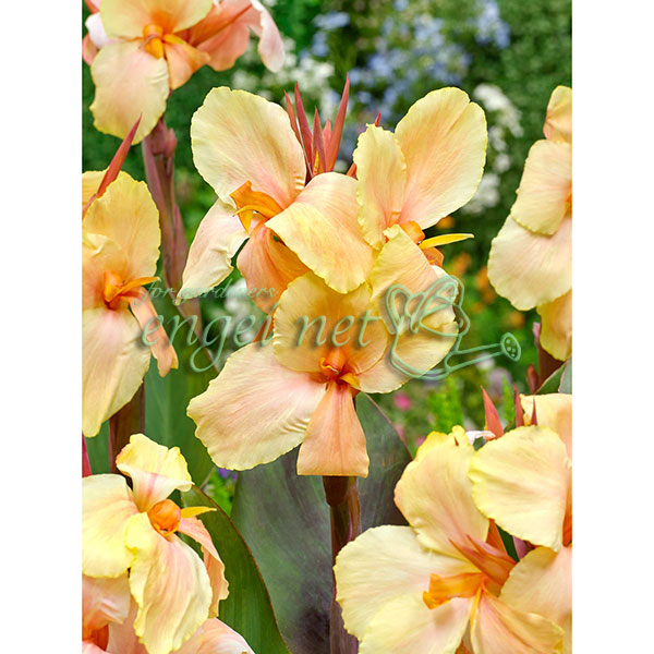 カンナ　モニーク苗　ポットごと　コンパクトボックス発送 カンナ モニーク苗 ポットごと コンパクトボックス発送 花