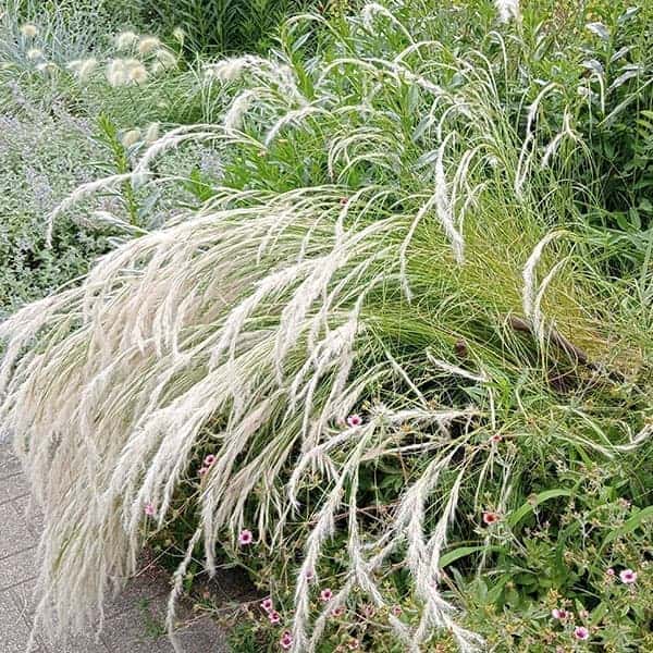 スティパ：イチュー3-3.5号ポット 12株セット