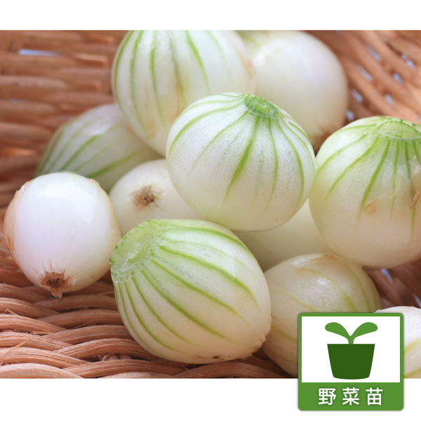 [送料無料]ペコロスたまねぎ3号ポット 24ポットセット