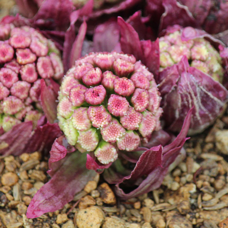 ふき(蕗)：ベニバナフキノトウ3.5号ポット 12株セット