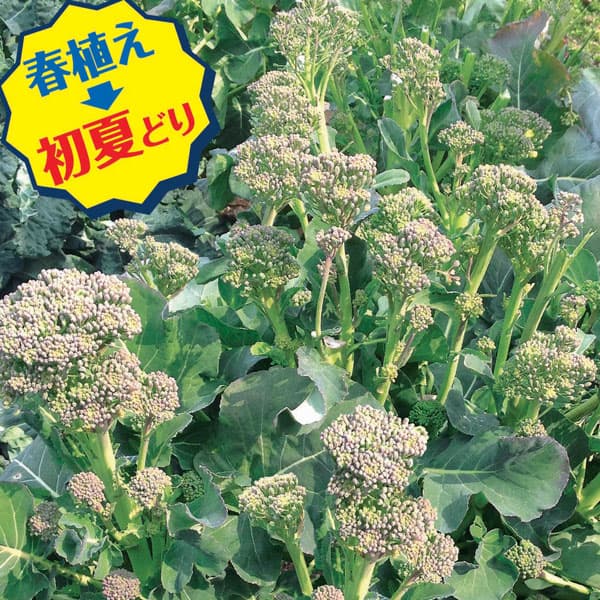 [送料無料][26年3月中下旬予約]Neo初夏どり　すずなりブロッコリー3号ポット(R) 24株セット