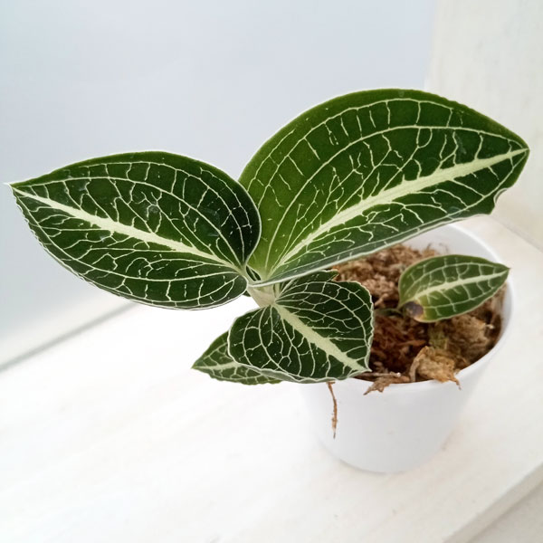 園芸ネット本店｜アネクトキルス：ロクスブルギーUSA（緑葉） 2号