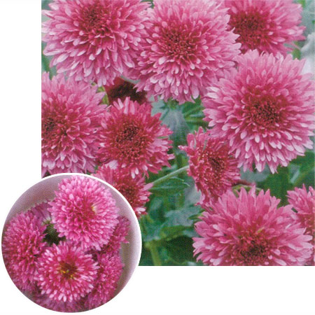 [送料無料][26年4月上旬予約]美食菊：星の桜3号ポット 24株セット