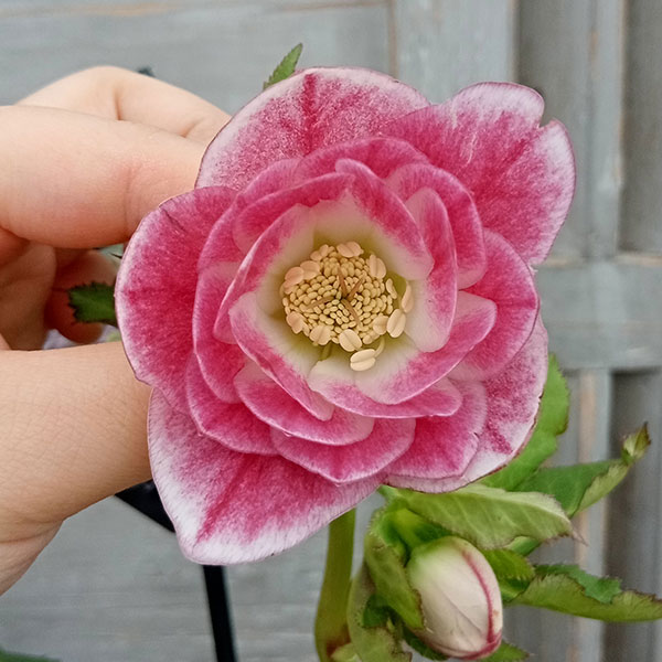 ㉕-20クリスマスローズ クリスマスローズ抜き苗 20本 【公式通販】