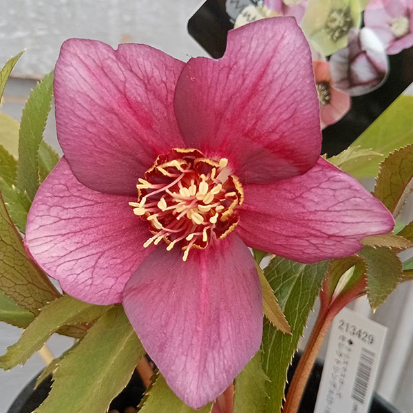 クリスマスローズ クリスマスローズ ピンクニゲル | グリーンギャラリーガーデンズ