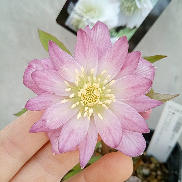 ウィンターローズ 2Fの増量 1点 園芸ネット本店｜クリスマスローズ：スウィングダブル23-02／1Lポット