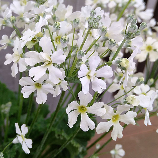 プリムラ：イーライム（eライム）3.5号ポット 6株セット