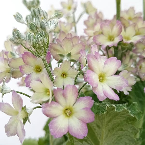 プリムラ：イーライムピコティ3.5号ポット 6株セット