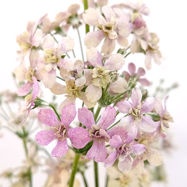 プリムラ：ニュアンス3.5号ポット 6株セット