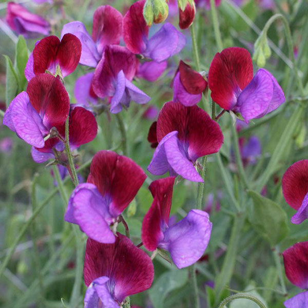 スイートピー：マツカナ3-3.5号ポット 6株セット