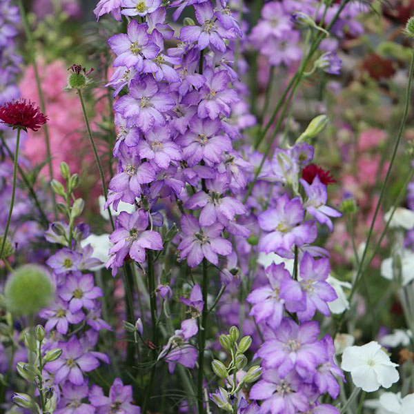 千鳥草（チドリソウ・ラークスパー）：カンヌ　パープルピコティ3-3.5号ポット 2株セット