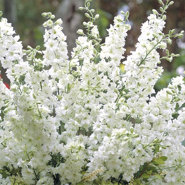 千鳥草（チドリソウ・ラークスパー）：カンヌ　ホワイト3-3.5号ポット 2株セット