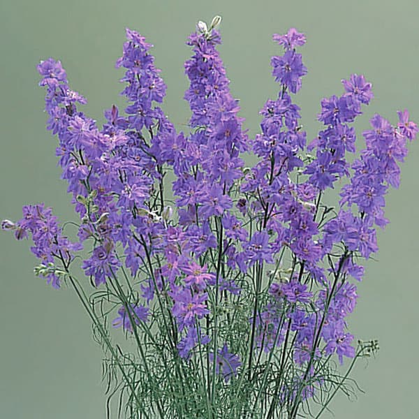 千鳥草（チドリソウ・ラークスパー）：カンヌ　ライラック3-3.5号ポット 6株セット