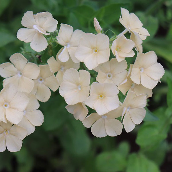 フロックス:イザベリーナ3-3.5号ポット3-3.5号ポット 6株セット