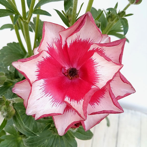 園芸ネット本店｜ラナンキュラス：サラセレネ アロピクス5号鉢 の通販