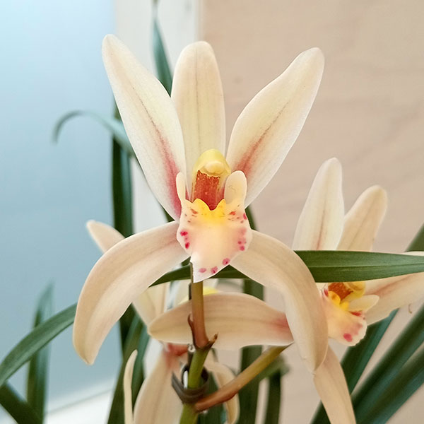 ワラン(和蘭):羽衣 花芽付 4号