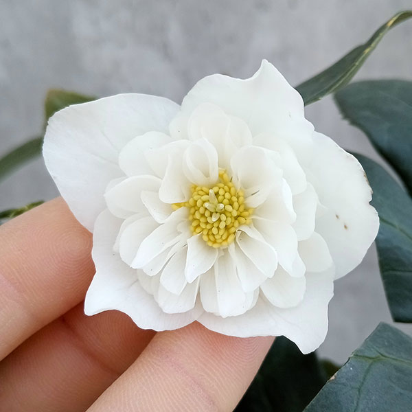 細川さんのクリスマスローズ：ニゲルダブル23-03／4号ポット の