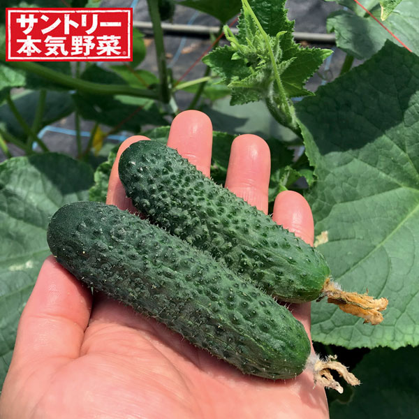 [送料無料][26年4月下旬予約]キュウリ：ポリッキュ 自根苗3号ポット 24株セット