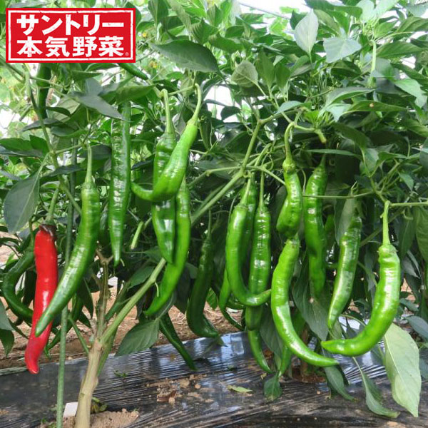 [26年4月下旬予約]甘ししとう3号ポット 6株セット