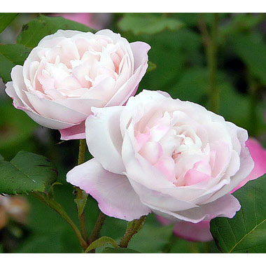 園芸ネット本店｜[送料無料]特大サイズ つるバラ：マダム・ピエール