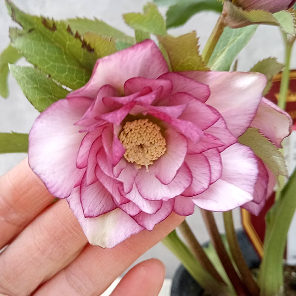 園芸ネット本店｜吉瀬園芸さんのクリスマスローズ：ダブル23-05／4号