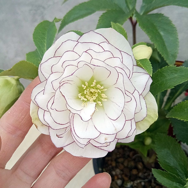 園芸ネット本店｜吉瀬園芸さんのクリスマスローズ：ダブル23-10／4号