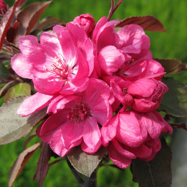 クラブアップル（マルス）：アメリカンビューティー5号ポット