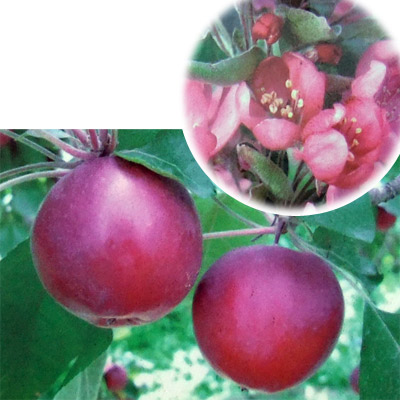 クラブアップル（マルス）：ジェネバ5号ポット