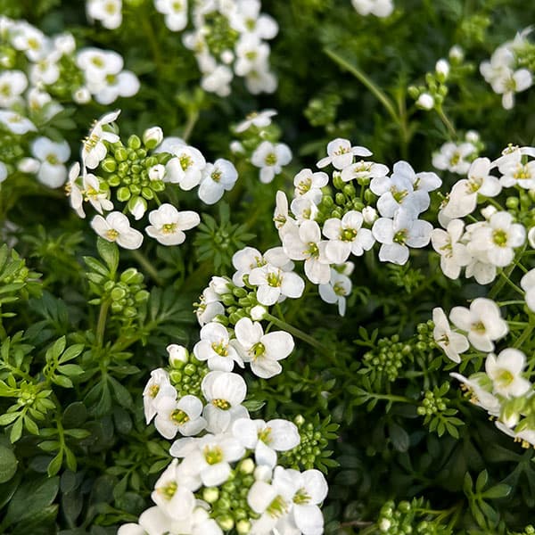 フチンシア：アイスキューブ3.5号ポット 6株セット