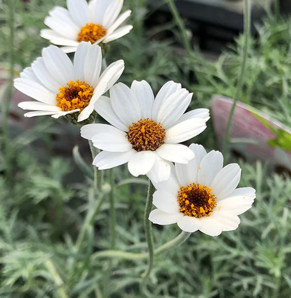 ローダンセマム：アフリカンアイズ3.5号ポット 6株セット