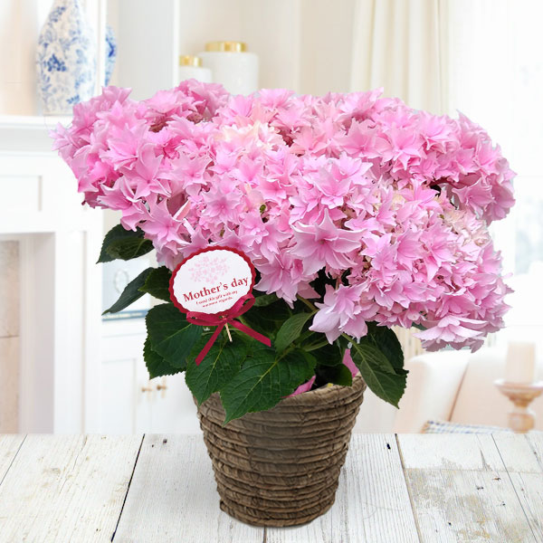 園芸ネット本店｜[送料無料][2023年遅れてごめんね 母の日ギフト