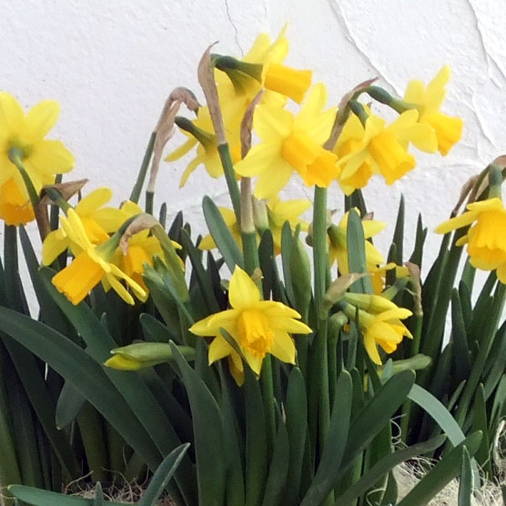 スイセン（水仙）：テタテタ１球植え3号ポット 2個セット