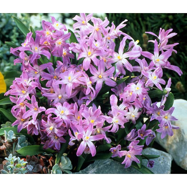 チオノドクサ： ピンクジャイアント3球植え3号ポット 2個セット