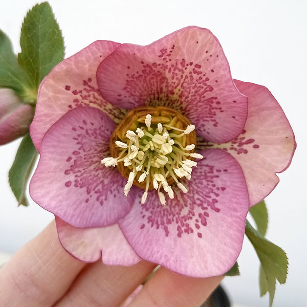 園芸ネット本店｜松村ナーセリーさんのクリスマスローズ：23-07-01