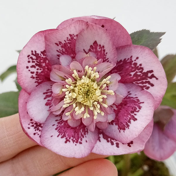 園芸ネット本店｜松村ナーセリーさんのクリスマスローズ：23-07-04