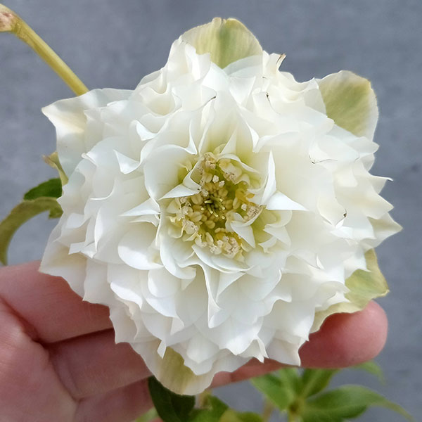 まるで菊のような咲き方　クリスマスローズ　多弁小輪ホワイトグリーンアイ　㉗ 園芸ネット本店｜松村ナーセリーさんのクリスマスローズ：26-81ダブル
