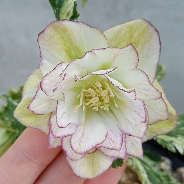 園芸ネット本店｜松村ナーセリーさんのクリスマスローズ：23-12-01