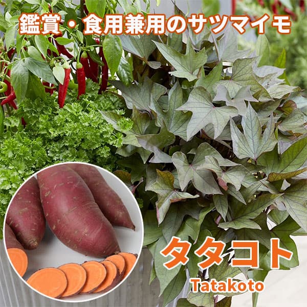 [26年5月中下旬予約]トレジャーアイランド（イポメア）：タタコト3.5号ポット