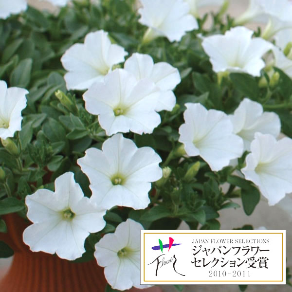 [26年4月上旬予約]ランドスケープペチュニア：おゆきちゃん3.5号ポット***