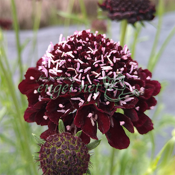 スカビオサ：エースオブスペード3号ポット