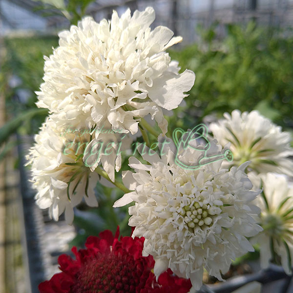 スカビオサ：スノーメイデン3号ポット