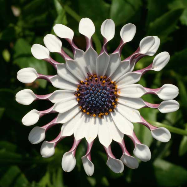 オステオスペルマム：スパイダー ホワイト3.5号ポット の通販 | 園芸ネット