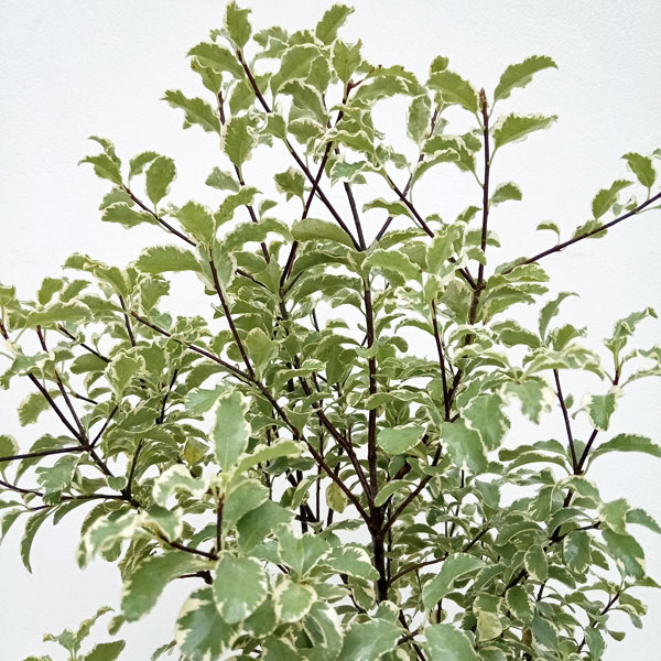 [26年3月中下旬予約]ピットスポルム：テヌイフォリウム バリエガータ5号鉢植え