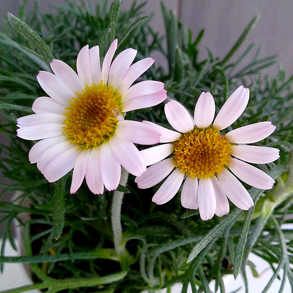 ローダンセマム：クレールピーチ4号ポット