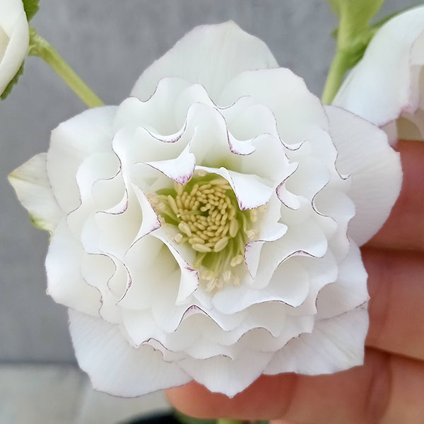 園芸ネット本店｜クリスマスローズ：ウインターシンフォニーファースト