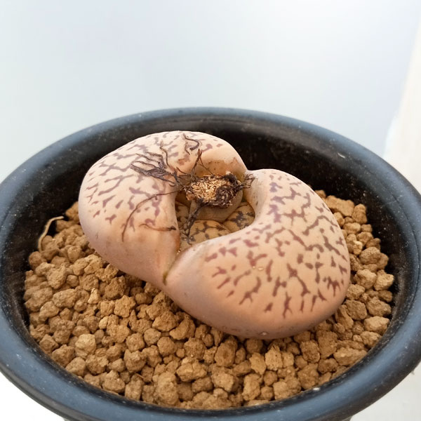 リトープス：雀卵玉　2.5号鉢植え