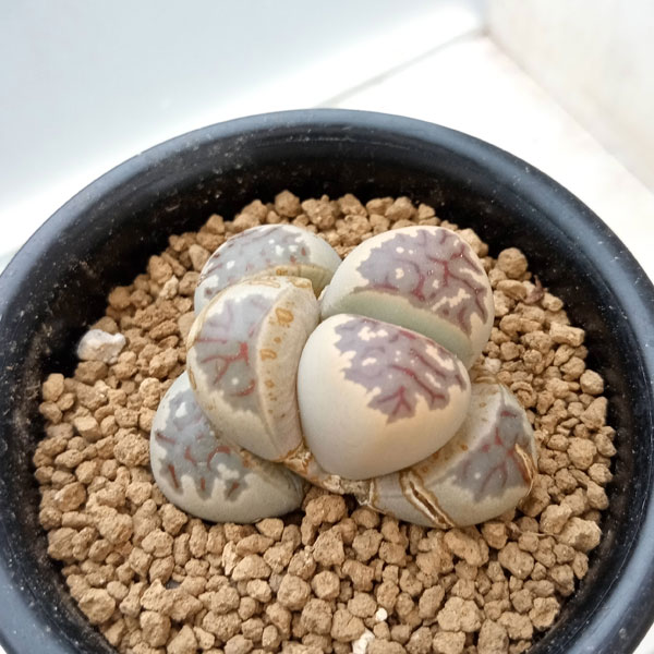 リトープス：麗虹玉（れいこうぎょく）2.5号鉢植え*