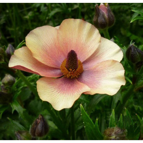 園芸ネット本店｜ラナンキュラス：ラックス ウラノス4号ロングポット