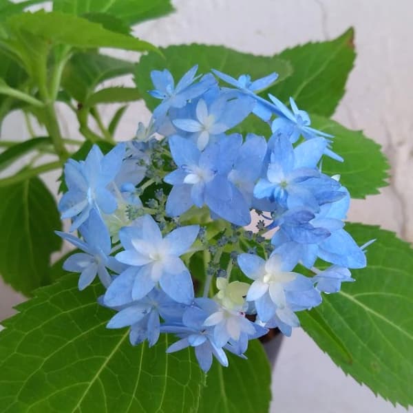 園芸ネット本店｜ヤマアジサイ：おりひめ5.5号ポット の通販【公式】