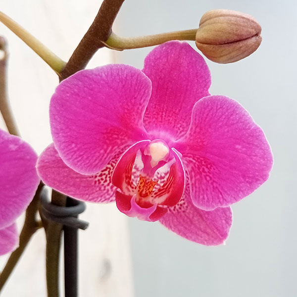 [送料無料]ミディ胡蝶蘭：ラント Mサイズ　ルル